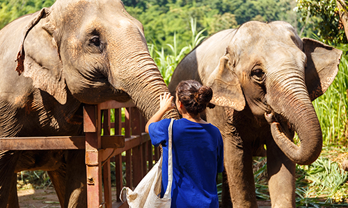 /material-alias/theme/thailand/清邁 大象 好時光.jpg